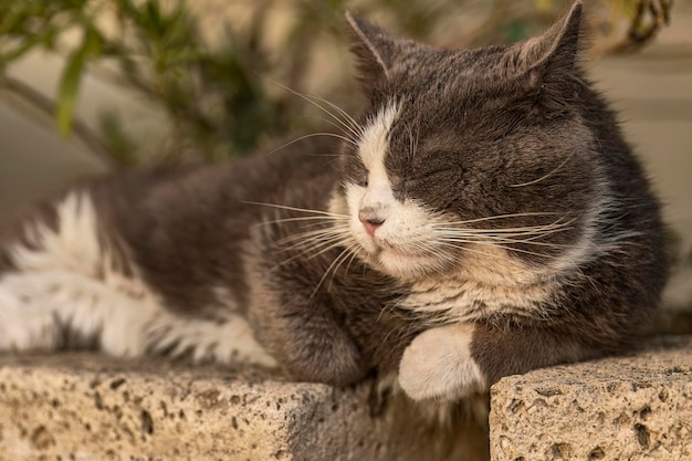 Adorable Gray Cat Lounging on Garden Wall