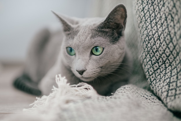 Adorable gray kitten with blue eyes portrait