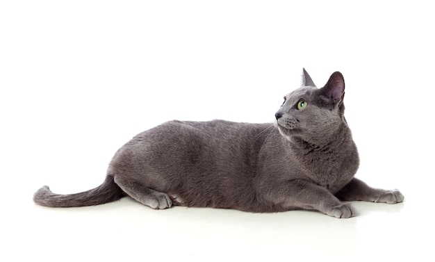 Adorable Grey cat with green eyes 