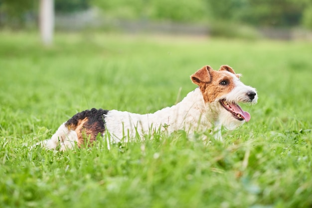 Adorable happy fox terrier dog at the park