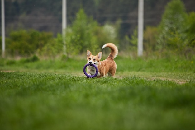 Photo adorable happy welsh corgi pembroke dog playing with puller in the spring park