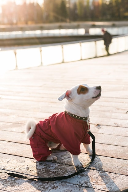 Adorable jack russell terrier outdoors autumn portrait of a little dog