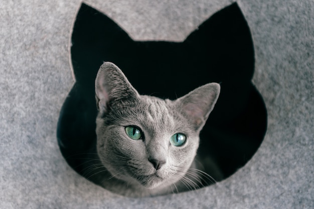 Adorable kitten with blue eyes looking out of cat house