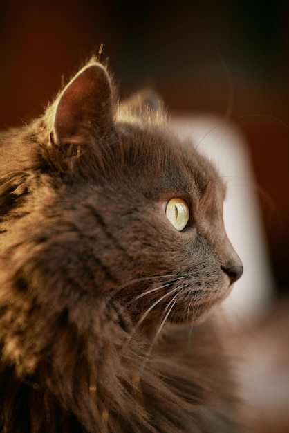 Adorable kitty in modern interior Relaxed domestic cat indoors