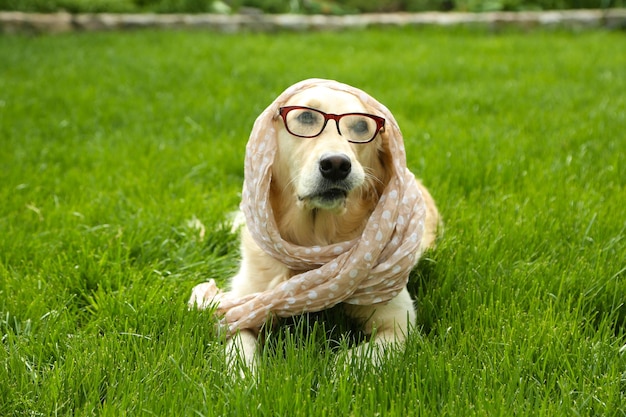 Adorable Labrador in glasses and scarf lying on green grass outdoors