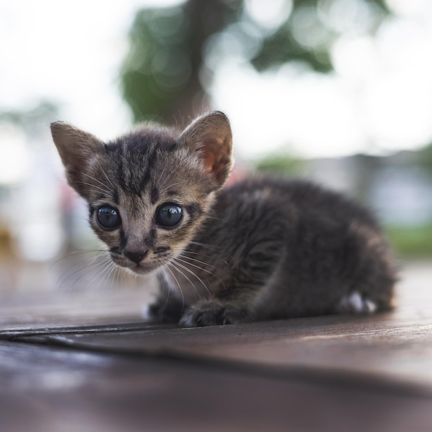 Adorable little baby kitten sitting on the table