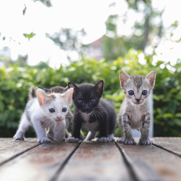 Adorable little baby kitten walking