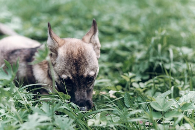 Adorable little dog eating grass outdoors cute grey puppy portait lying in the grass in the park animal food concept