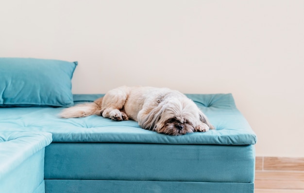 Adorable little dog relaxing