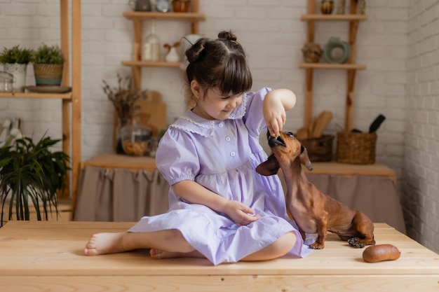 Adorable little girl in a beautiful dress plays with a dachshund dog in the kitchen and feeds her