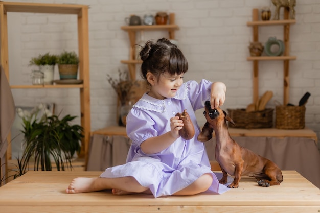 Adorable little girl in a beautiful dress plays with a dachshund dog in the kitchen and feeds her