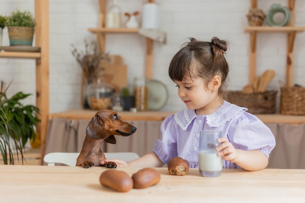 Adorable little girl with a small dachshund drinking milk in the kitchen. space for text, banner