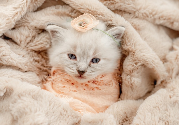 Adorable little ragdoll kitten with blue eyes lying swaddled in fur and knitted blanket with flower on its head during newborn style photoshoot in studio and looking at camera. Cute kitty portrait