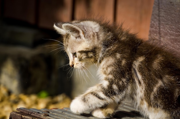 Adorable little tabby kitten, outdoor pet photo.