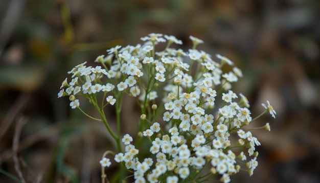 Photo adorable little white flowers