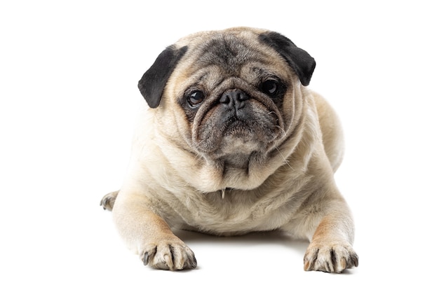 Adorable mature Pug dog lying on white isolated