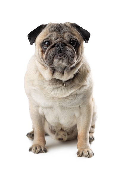 Adorable mature Pug dog sitting on white isolated