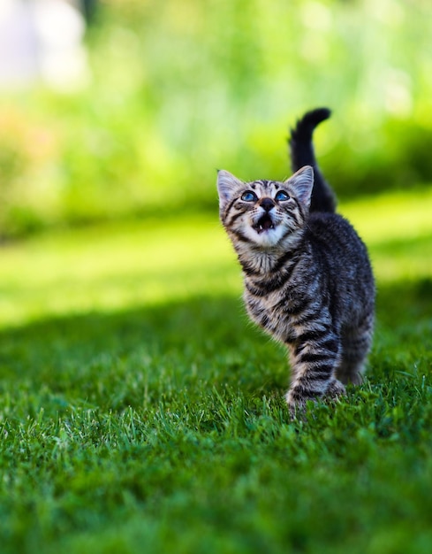 Adorable meowing tabby kitten outdoors