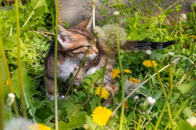 Adorable meowing tabby kitten outdoors