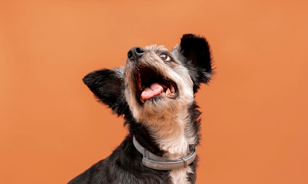 Adorable mixed breed puppy with mouth wide open