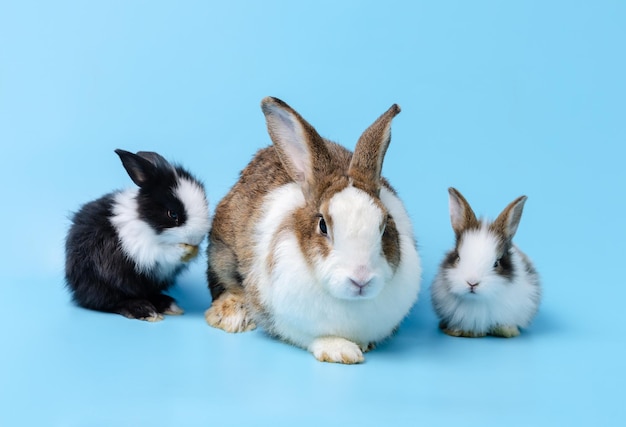 Adorable mother with two baby rabbits isolated on blue background