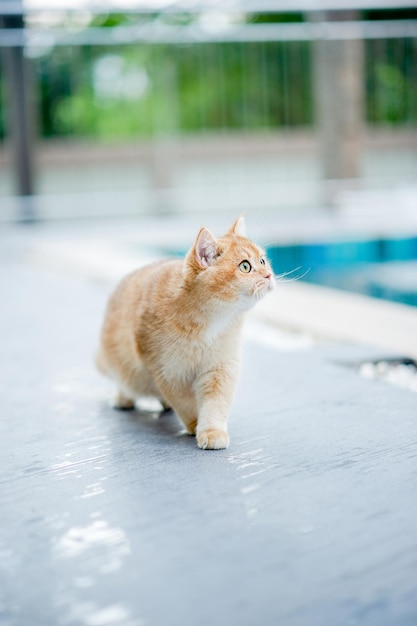 Adorable orange cat walking by the pool at the house the cute pet walks relaxing in the area around the house