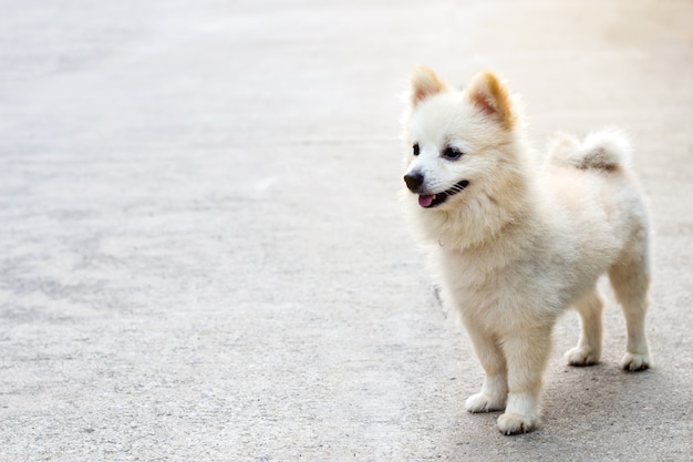 Adorable Pomeranian dog on nature background,portrait of a dog