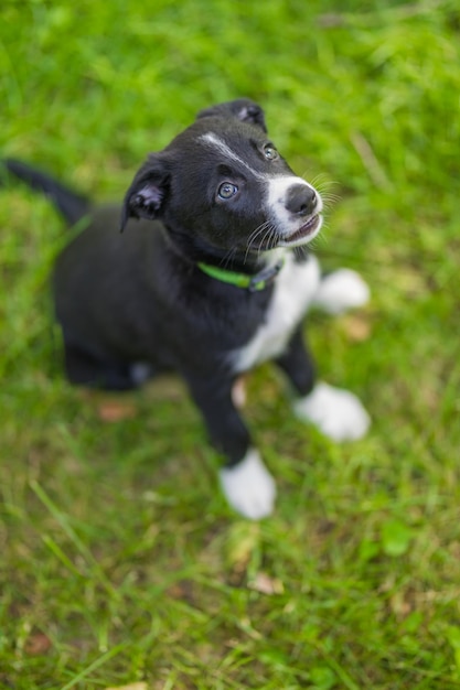 Adorable portrait of amazing healthy and happy black and white border collie puppy against foliage