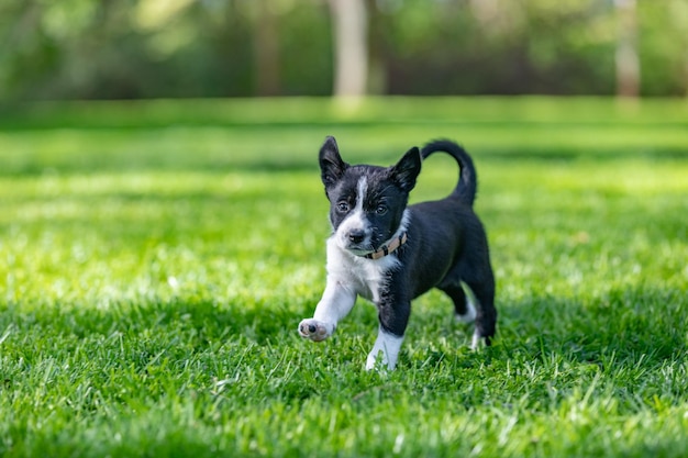 Adorable portrait of amazing healthy and happy black and white border collie puppy. Purebred