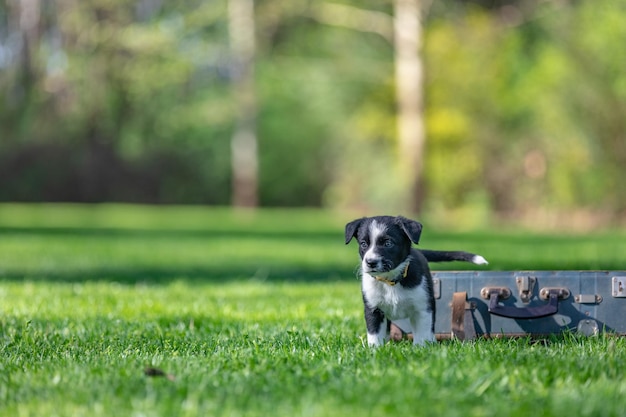 Adorable portrait of amazing healthy and happy black and white border collie puppy. Purebred