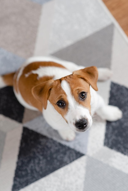 Adorable puppy Jack Russell Terrier on the floor at home looking at the camera Portrait of a little dog