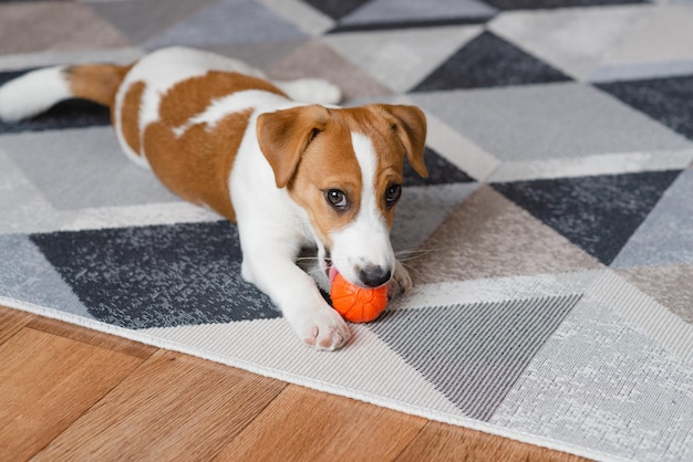 Adorable puppy Jack russell terrier with an orange ball at home looking at the camera