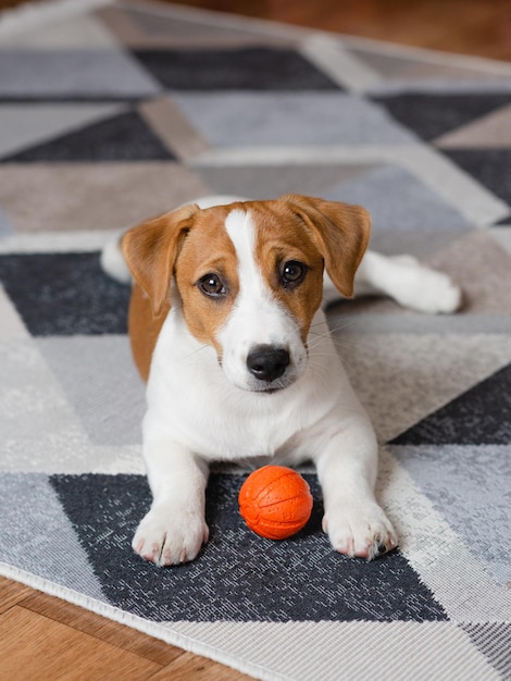 Adorable puppy Jack russell terrier with an orange ball at home looking at the camera