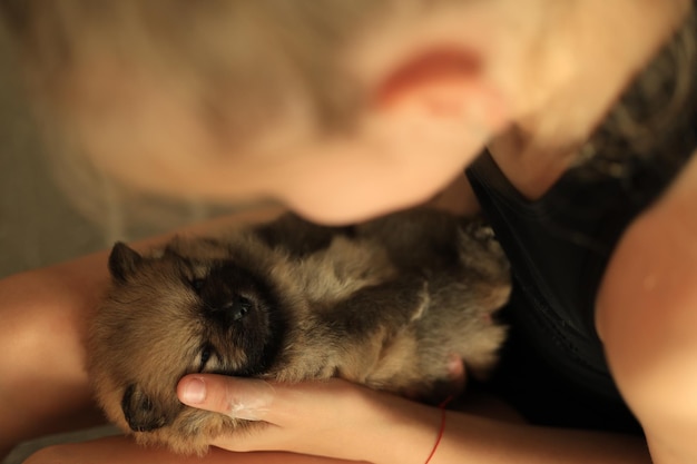 Adorable puppy pomeranian in the owner39s hands Portrait of a little dog