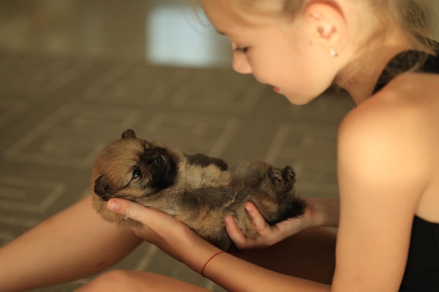 Adorable puppy pomeranian in the owner39s hands Portrait of a little