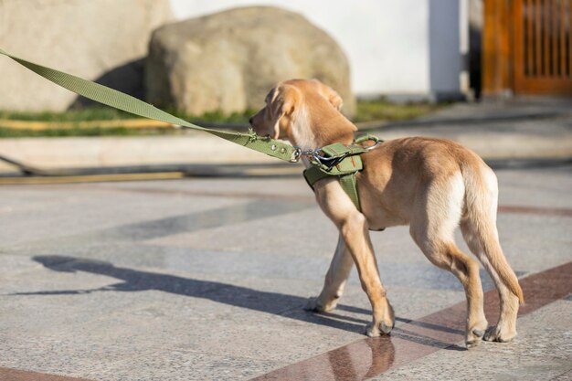 Adorable puppy walking at the park with her owner High quality photo