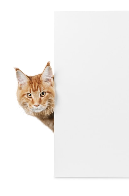 Adorable red cat with   empty card on white background