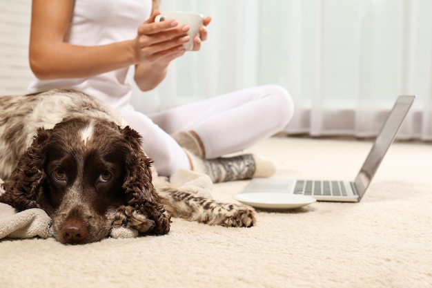 Adorable Russian Spaniel with owner on light carpet indoors closeup view Space for text