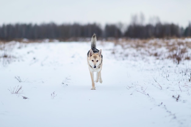 Adorable Shepherd dog outside in winter meadow