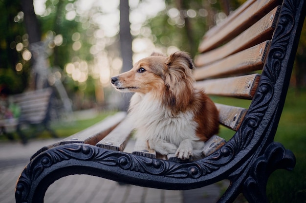 Adorable shetland sheepdog sheltie dog on the bench at the park