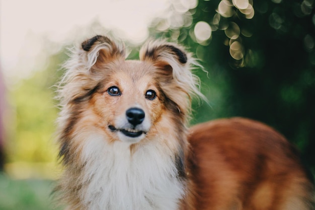 Adorable shetland sheepdog sheltie dog