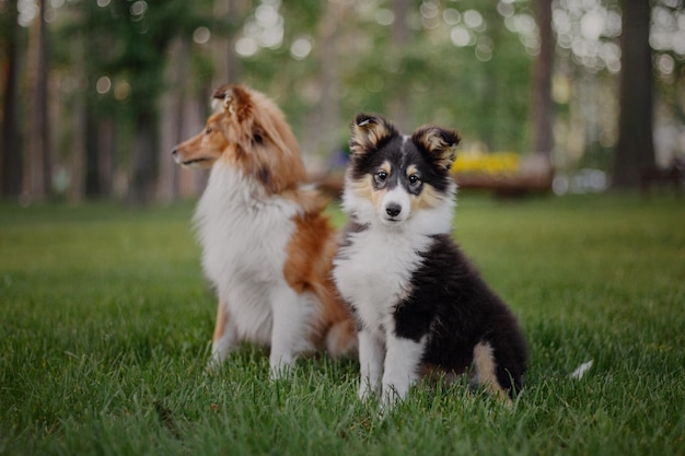 Adorable shetland sheepdog sheltie dog