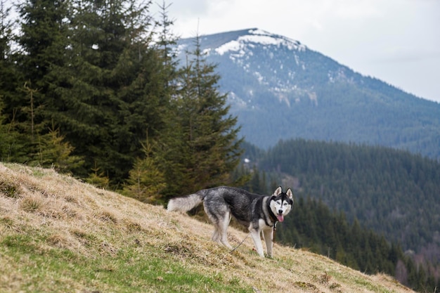 Adorable siberian husky dog on the woods in the Carpathians mountains Ukraine