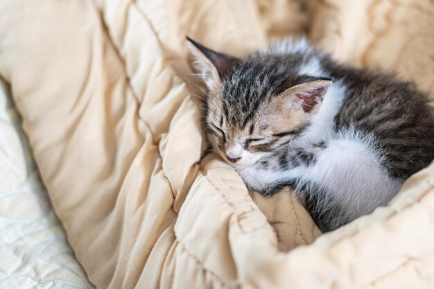 Photo adorable sleeping kitten on beige blanket