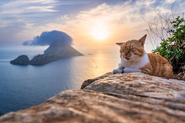 Photo adorable sleepy ginger cat relaxing in the sea background at sunset es vedra ibiza