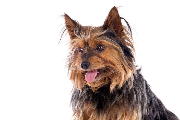 Adorable small dog a over white background