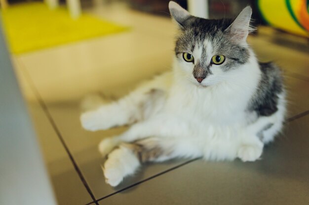 Adorable tabby cat sitting on kitchen floor staring at camera.