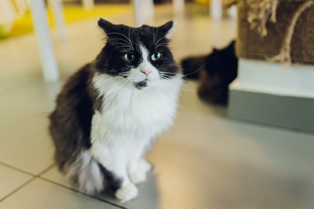 Adorable tabby cat sitting on kitchen floor staring at camera.