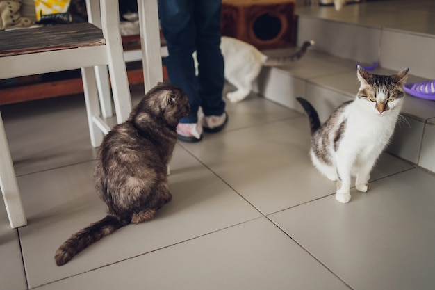 Adorable tabby cat sitting on kitchen floor staring at camera