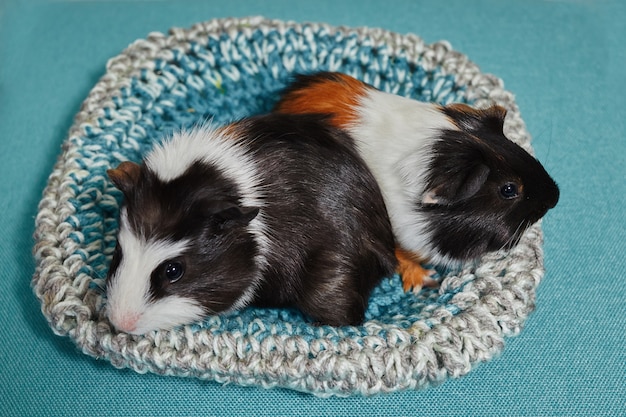 adorable two american guinea pigs tricolored with swirl on head